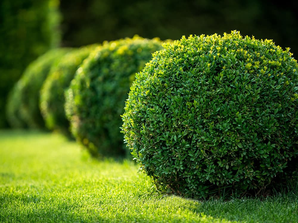 Mulching project by A Cut Above Lawn Care Inc