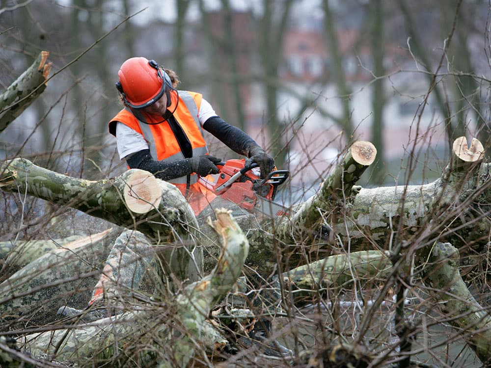 Tree Removal by A Cut Above Lawn Care Inc